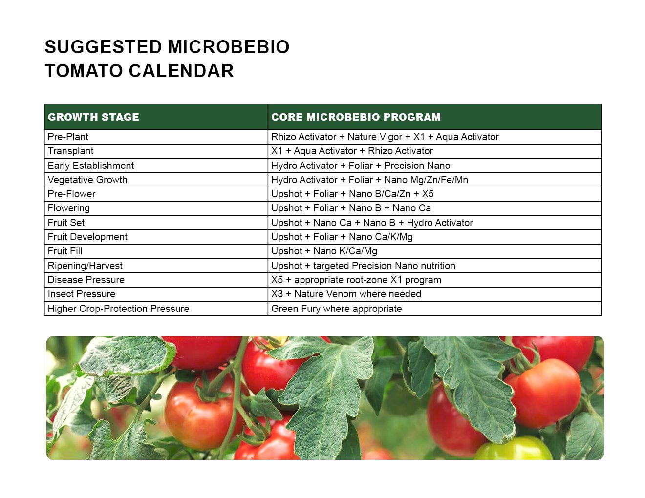 MICROBEBIO - TOMATO - ENGLISH - 08 10 202611