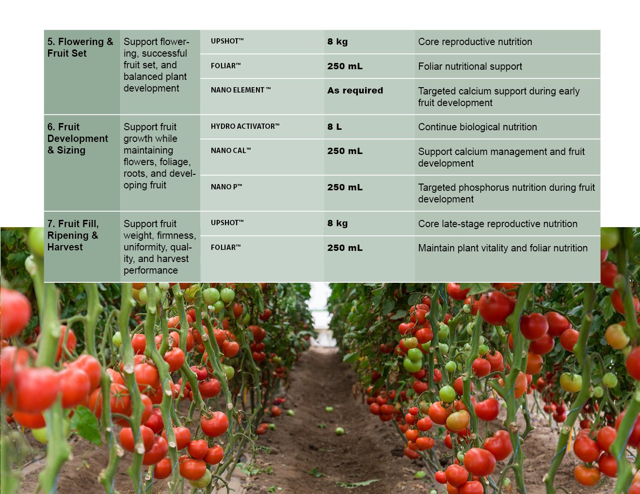 MICROBEBIO - TOMATO - ENGLISH - 08 10 20267